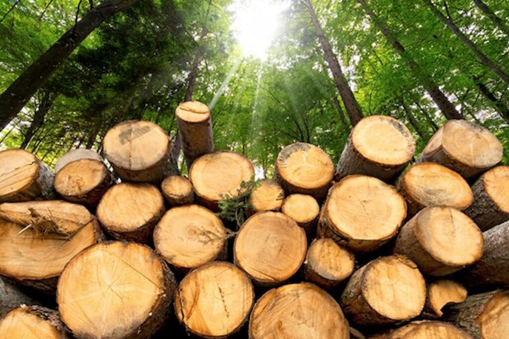 Quebec Pine Logs Cropped